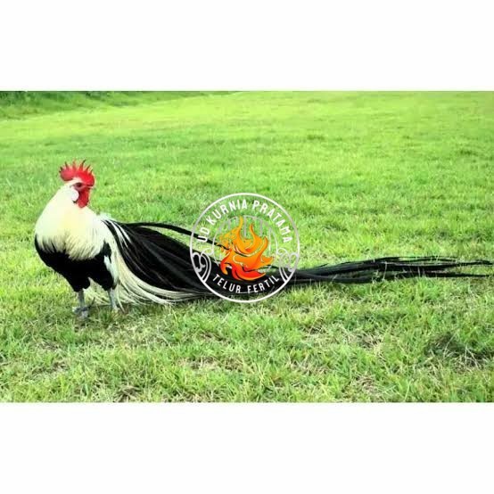 

Telur ayam hias onagadori ekor panjang siap ditetaskan UD KURNIA PRATAMA