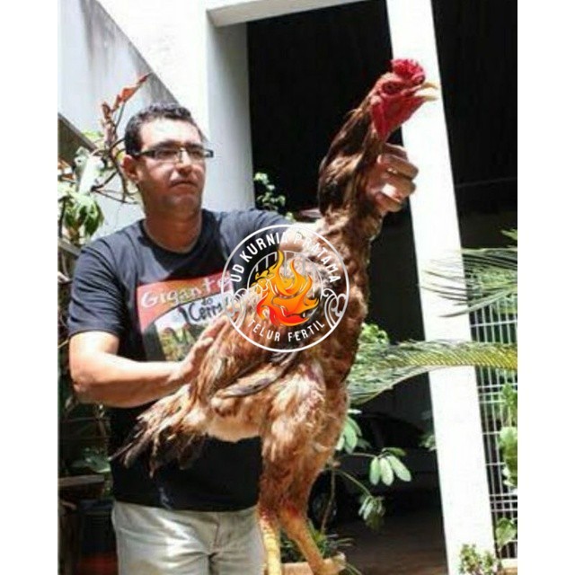 

TELUR AYAM GODZILLA STRONG HEIDHT UNTUK DI TETASKAN UD KURNIA PRATAMA