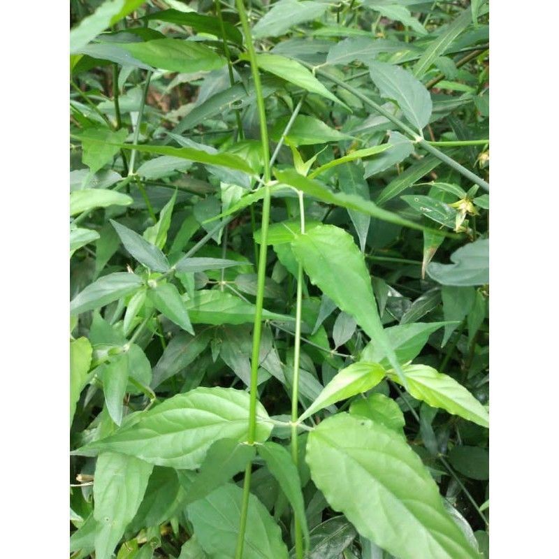 

Daun belalai gajah | daun kalingsir segar Termurah (50gram)