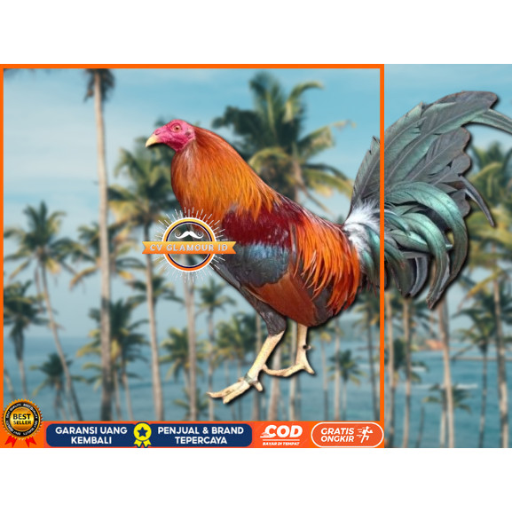 

telur ayam Philipin asli petarung bisa untuk di tetaskan CV GLAMOUR ID