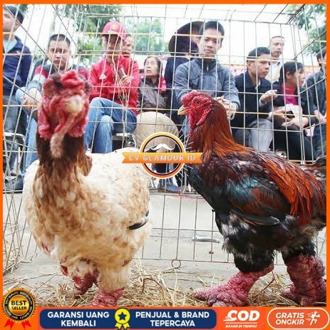 

Telur ayam dong tao / telur ayam hias / telur fertil siap tetas CV GLAMOUR ID