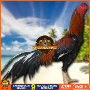 

telur ayam bangkok original untuk di tetaskan CV GLAMOUR PRO