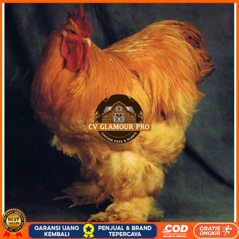 

TELUR AYAM HIAS BRAHMA GC isa untuk di tetaskan CV GLAMOUR PRO