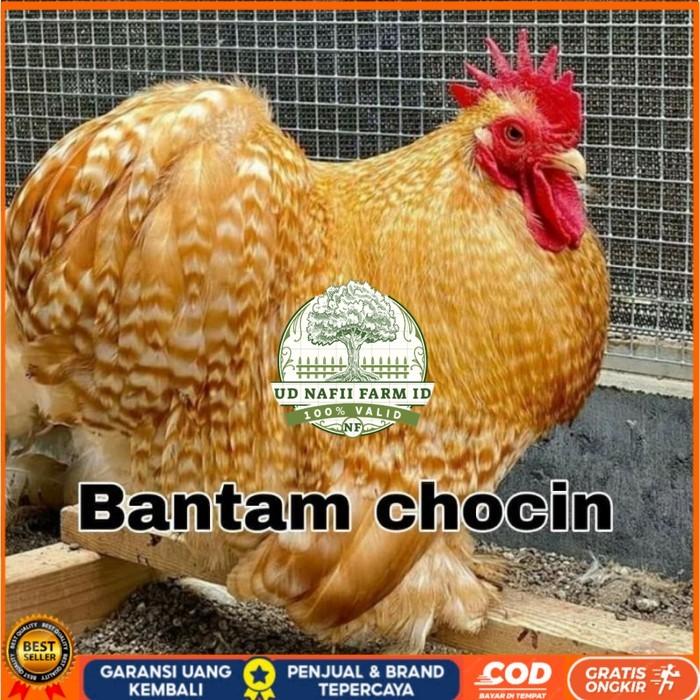 

Telur ayam hias bantam chocin fertil ditetaskan - bantam chocin UD NAFII FARM ID