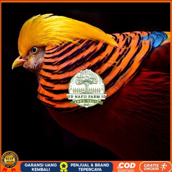 

Telur ayam ringneck golden pheasant telur ayam hias fertil siap kirim UD NAFII FARM ID