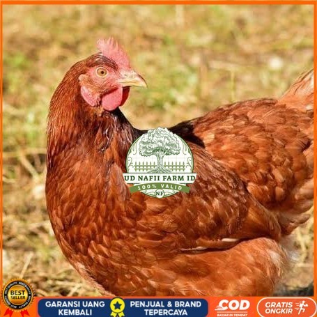 

Telur ayam rodhe island / telur ayam hias / telur fertil siap tetas UD NAFII FARM ID