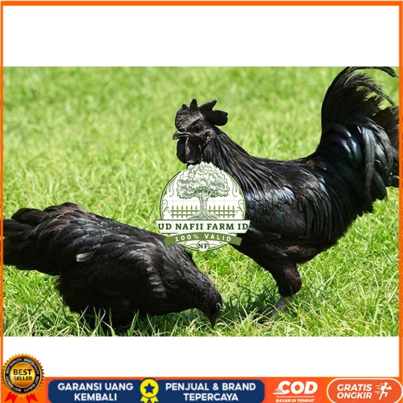 

TELUR AYAM HIAS CEMANI untuk di tetaskan UD NAFII FARM ID