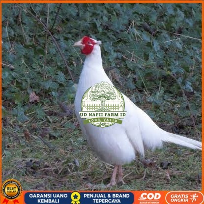 

Telur ayam hias ringneck white pheasant fertil untuk ditetaskan UD NAFII FARM ID