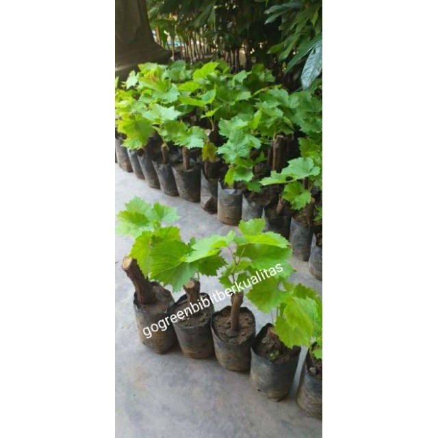 Bibit Tanaman Buah Anggur Bali