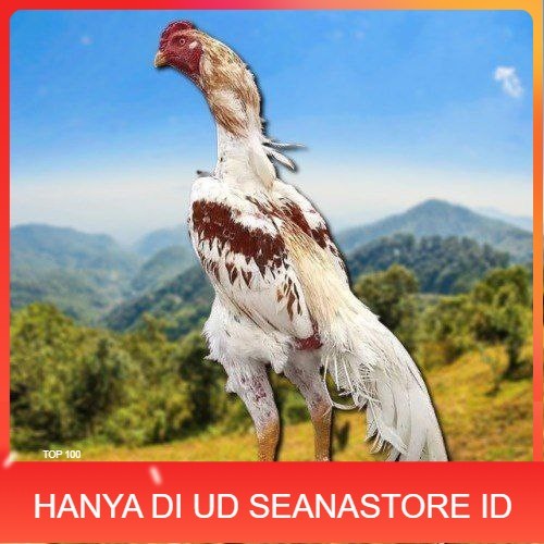 

Telur Shamo X BK clasik terlaris UD SEANASTORE ID