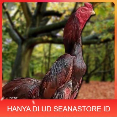 

Telur Ayam Pakhoy Ori Vertil Siap Di Tetaskan Jaminan Super Oiginal Bergaransi UD SEANASTORE ID