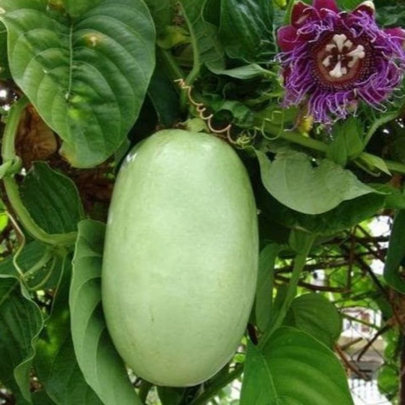 

AZ Buah Markisa/Markusa Jumbo KC