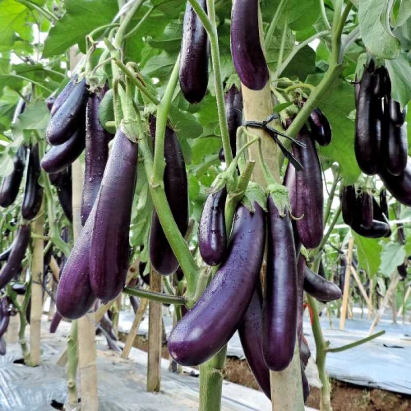BIBIT TERONG UNGU PANJANG SUPER UNGGUL