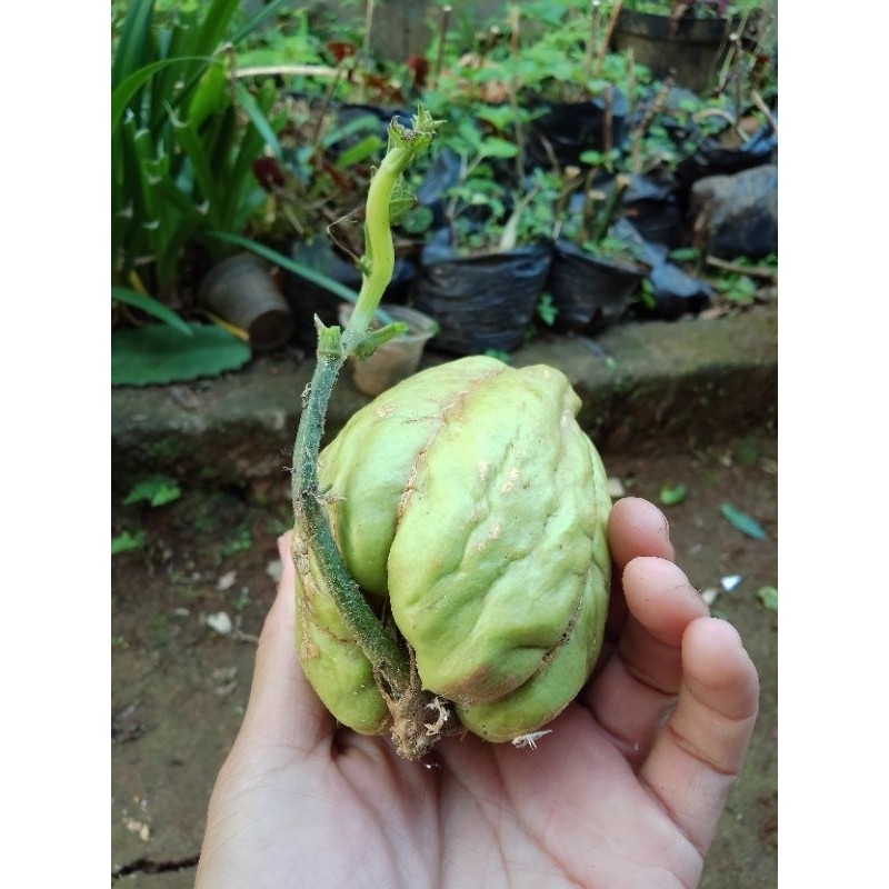 BIBIT LABU SIAM SIAP TANAM / BIBIT LABU SIAM MURAH