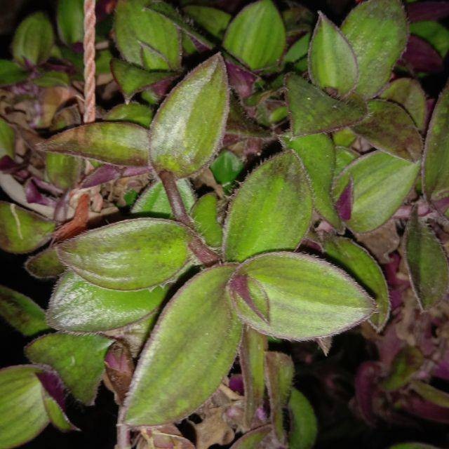 

Daun Kuping Kera Segar - Tanaman Gantung Alami