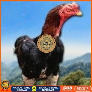 

telur tetas ayam shamo siap di tetaskan vertil super garansi PRADITA BIBIT TANAMAN