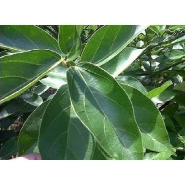 

NEW Promo DAUN Cincau Segar 250gram fresh kualitas premium A.J