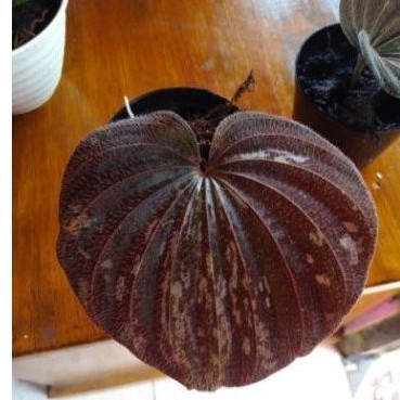 nervilia plicata langak