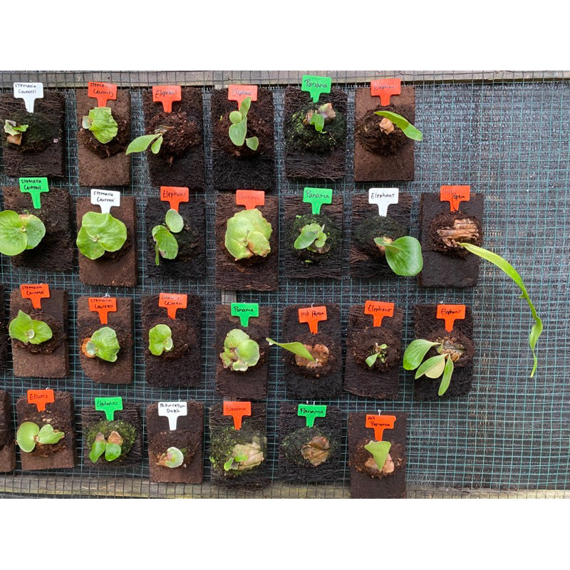 Paket platycerium artemis & alcocne africa