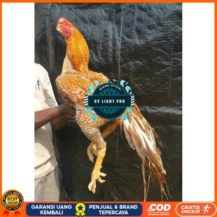 

TELUR PHAKOY MURAH FRESH FERTIL original berkualitas CV LIGHT PRO