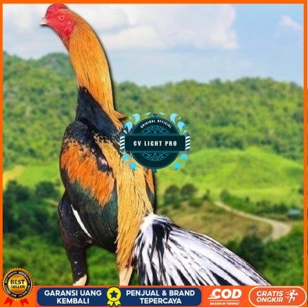 

telur ayam bangkok ekor lidi original CV LIGHT PRO