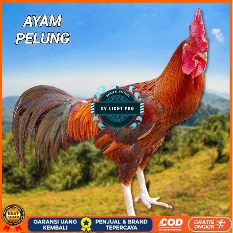 

telur ayam pelung jumbo super untuk di tetaskan CV LIGHT PRO