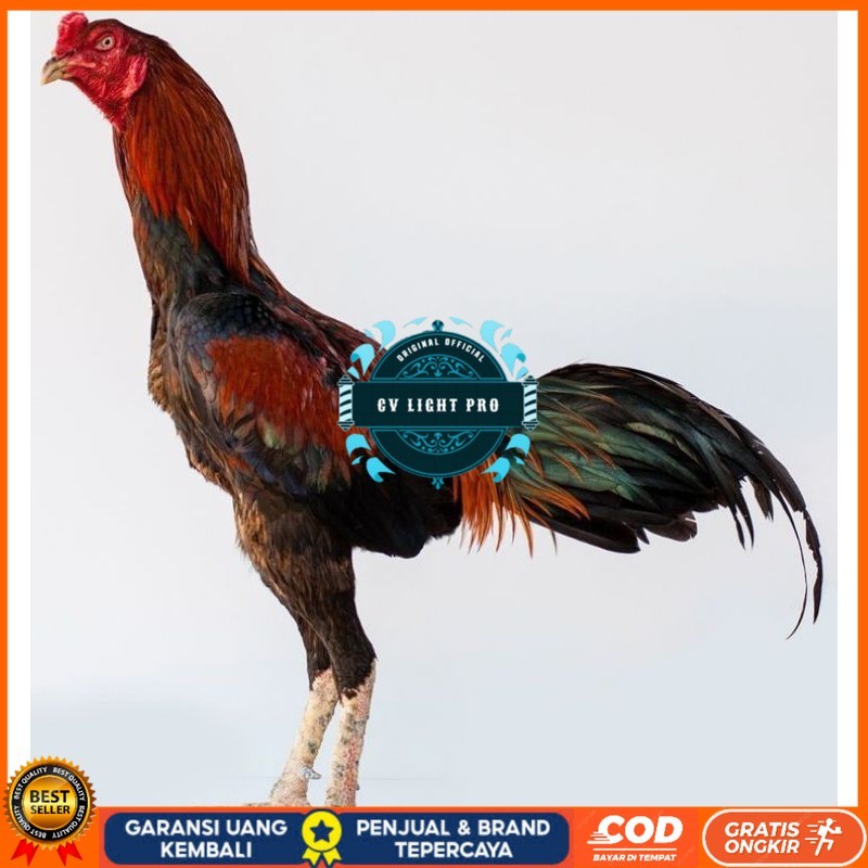 

PAMA IQ TELUR FERTIL PROMO BESAR" AN CV LIGHT PRO