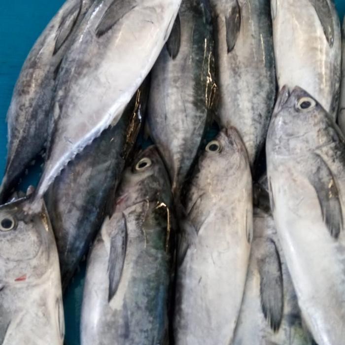 

Ikan Tongkol 1 kg