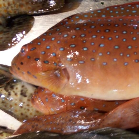 

Ikan Kerapu Merah/Lodi 500gr