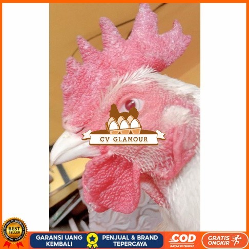 

Telur ayam hias bangkok albino mata merah fertil asli siap ditetaskan - ayam albino CV GLAMOUR