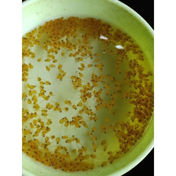 Telur Gurame Larva Soang Paket 1000 Ekor