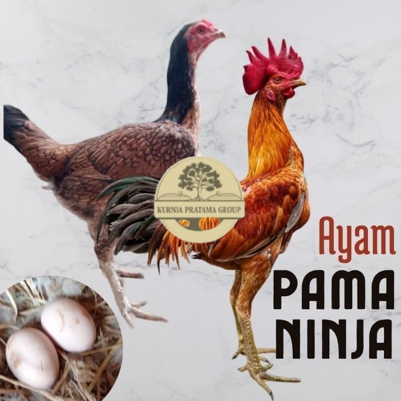 

telur ayam pama ninja original untuk di tetaskan KURNIA PRATAMA GROUP