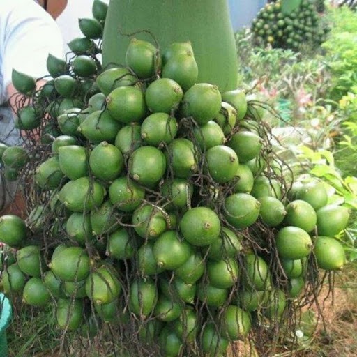 

Ready stok buah pinang ceming Buah Pinang Muda Herbal Segar - 1000 Gram