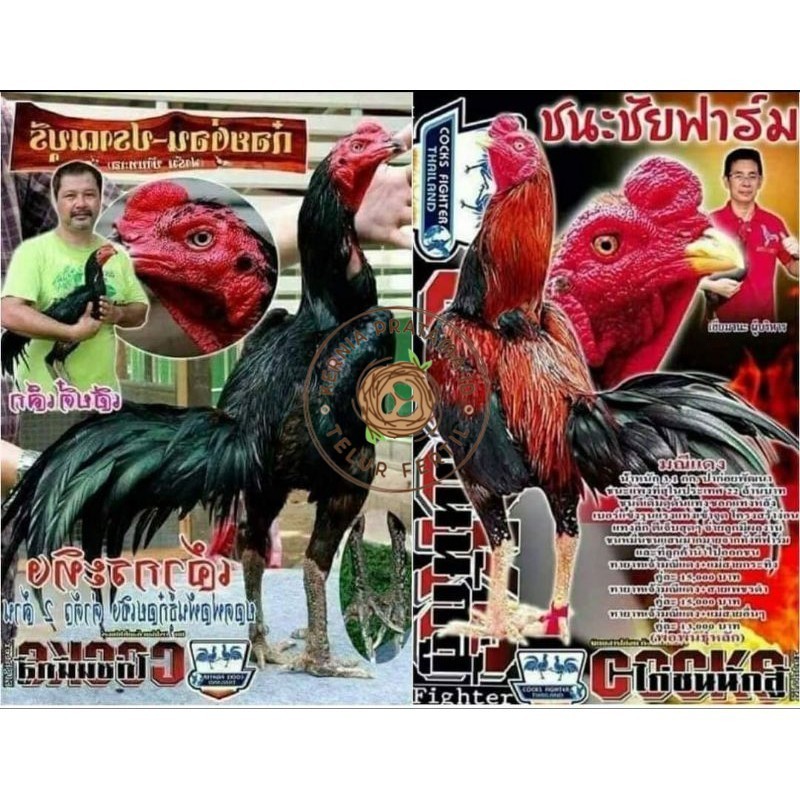 

Telur fertil pakhoy trah maneedaeng x blackbull x black rose x durian x payabod x jimmywhite x 17yok / khoyngon garansi fertil KURNIA PRATAMA ID