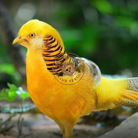 

Telur ayam hias ringneck yellow pheasant fertil untuk ditetaskan KURNIA PRATAMA ID
