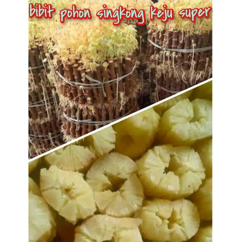 BIBIT POHON SINGKONG KEJU/ batang pohon singkong mentega per 1 kg