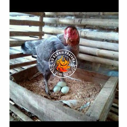 

TELUR AYAM BIRMA UNTUK DI TETASKAN UD KURNIA PRATAMA