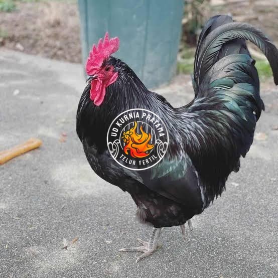 

Telur ayam black australorp fertil siap ditetaskan UD KURNIA PRATAMA