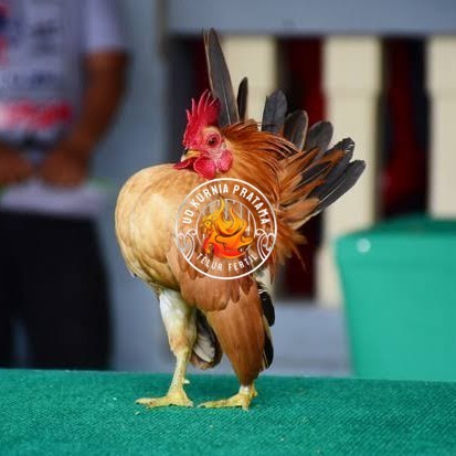 

Telur ayam serama kate lokal telur ayam hias telur fertil siap kirim UD KURNIA PRATAMA