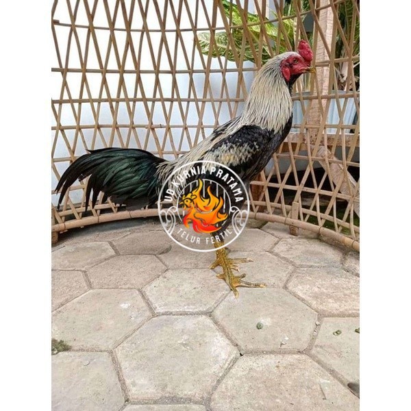 

ayam pama IQ telur fertill 100% terlaris UD KURNIA PRATAMA