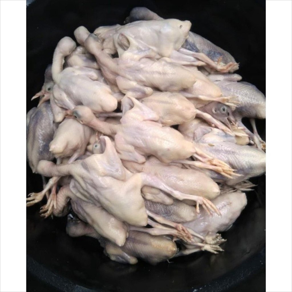 

BURUNG DARA MUDA 190 - 270 GR / MERPATI / KARKAS BERSIH UTUH