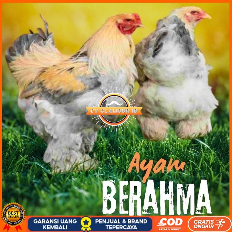 

telur ayam hias Berahma untuk di tetaskan CV GLAMOUR ID