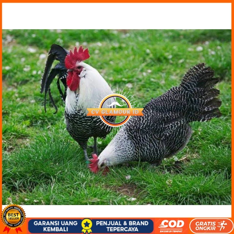 

TELUR AYAM ARAB PETELUR SUPER UNTUK DI TETASKAN CV GLAMOUR ID