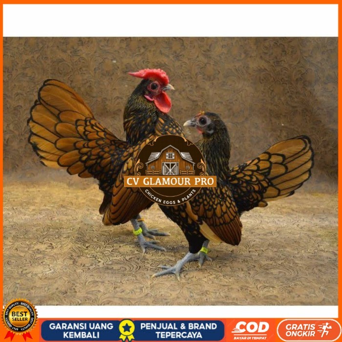 

Telur ayam serama kate batik kanada telur ayam hias fertil siap kirim CV GLAMOUR PRO