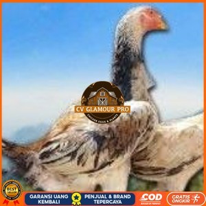 

telur ayam shamo murni vertil original resmi CV GLAMOUR PRO