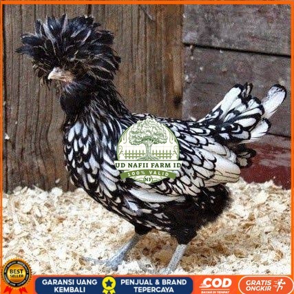 

telur ayam poland hias fertil asli siap ditetaskan - ayam polan UD NAFII FARM ID
