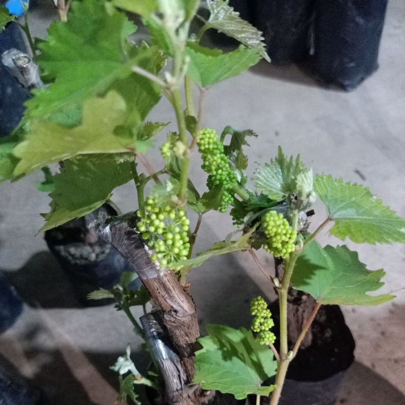 bibit anggur berbunga siap buah(Tabulampot mini hasil ownroot)