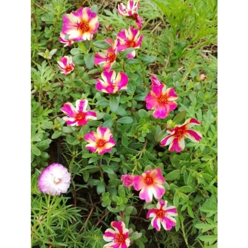 Tanaman hias bunga krokot - Duna sweetbery