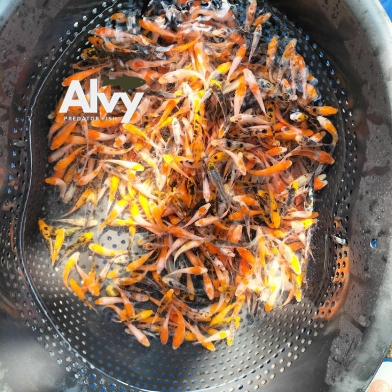 pakan/koi Blitar ukuran 4-6 cm paket ISI 10