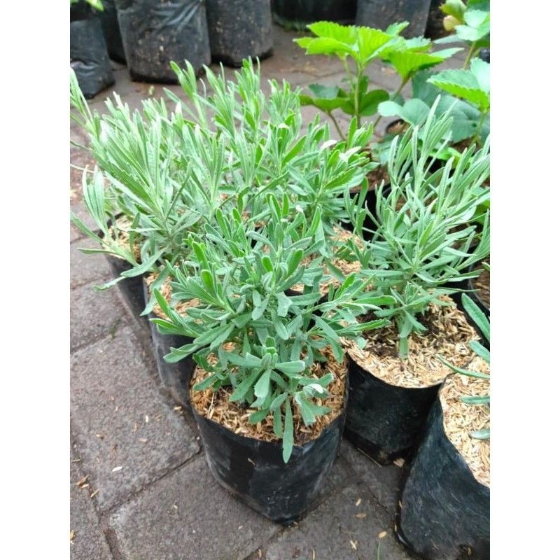 Tanaman hias Lavender Gold Creek lavender asli wangi - Lavender Asli Gold Creek / Lavendula Angustif